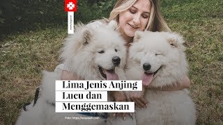 5 Jenis Anjing Lucu dan Menggemaskan