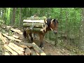 forest work- Samarica - Future of agriculture - Let us help ourselves