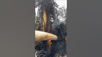 Cá lóc nướng chui #shots