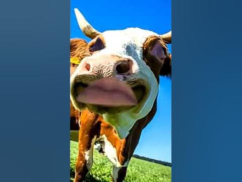 Корова мычит | Веселая корова #корова - YouTube
