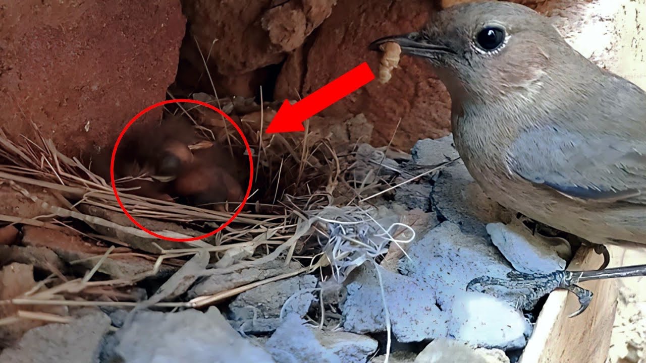 Can Newborn Birds Eat Worms Can Newborn Birds Eat Worms