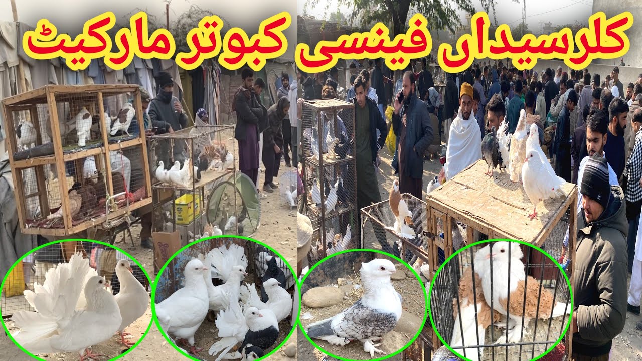 Fancy Pigeon Market Kallar Syedan Latest Update Fancy Kabootar Mandi heeramandi-trailer-sonakshi-sinha-aditi-rao-manisha-sanjay-leela