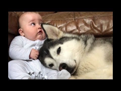 Millie the husky and baby Parker are 