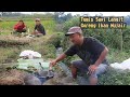 Mancing Ikan Mujair Dan Cari Sawi Langit Di Sawah