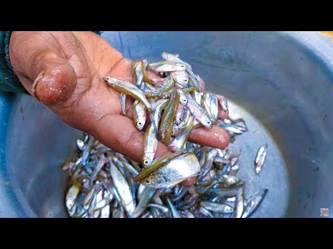 वीडियो: एक छोटी मछली कैसे पकड़ें