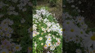 박창근.산골소년의 사랑이야기.파주율곡수목원.구절초.
