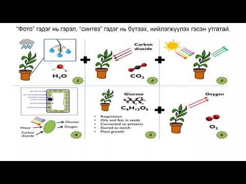Видео: Ургамал хэрхэн амьсгалдаг вэ?