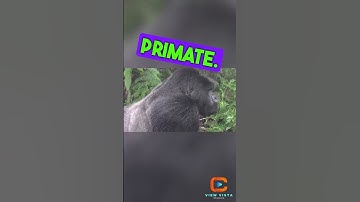 Jaw-Dropping Encounter: Tour Group Comes Face to Face with a Silverback Gorilla! 🦍 #shorts #short