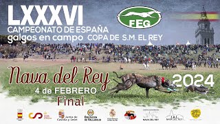 Los Mejores momentos Final  " LXXXVI CTO DE ESPAÑA DE GALGOS EN CAMPO "