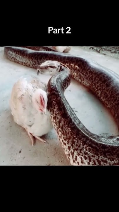 Python hunting chicken😱 #wildanimals #python #chicken #animals - YouTube