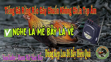 tiếng gà rừng rặc gáy cực chuẩn mới nhất 2023 | Đam Mê Săn Bẫy