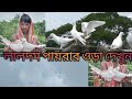 Laldum pigeons loft of dipak mondalmagrahat college9732321678