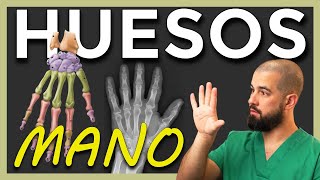 Anatomía De Los Huesos De La Mano