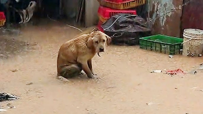 Dog was chained in the rain for 3 days,food delivery guy buy it for￥1,100  with the help of doglovers - YouTube