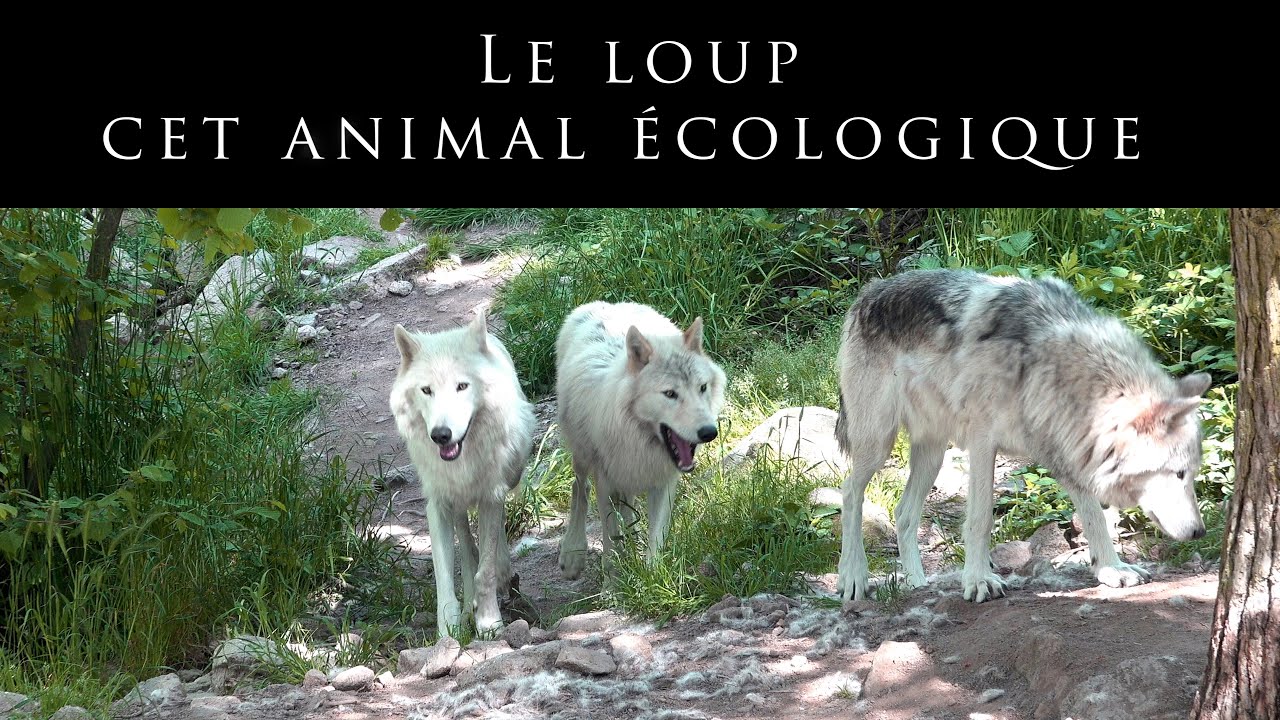 Le loup, cet animal écologique – Le génie des bêtes