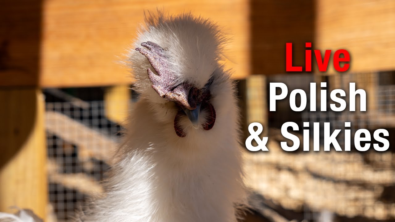 LIVE Chicken Coop Cam: Saturday Morning with the Polish & Silkie Flock