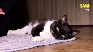 Спасение кота Маркиза от клещей. Все серии подряд / SANI vlog by SANISHOW 311,942 views 2 months ago 51 minutes