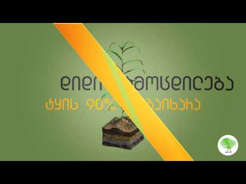 Your Forest-ის პროექტის პრეზენტაცია