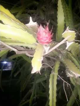 Nyolong buah naga
