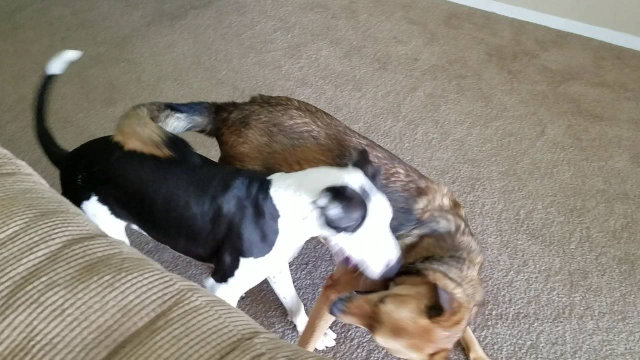 german shepherd doxie mix german shepherd doxie mix