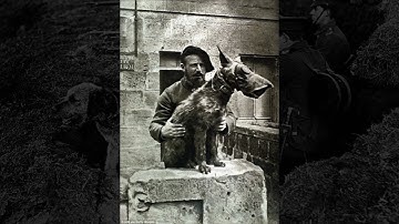 Irish Terrier in a field of Poppies - True Dogs of War