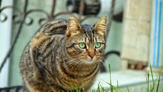 Brown mackerel tabby cat is very hungry and loves to play