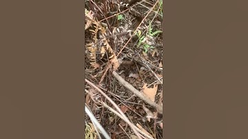 Cây Sim rừng kì quái😂