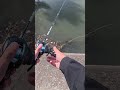 Japanese Catfish💥 #fishing #catfish