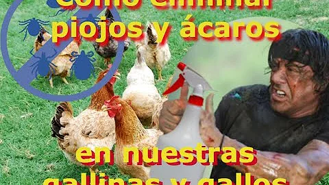 ¿Cuál es la diferencia entre los piojos y los ácaros del pollo?