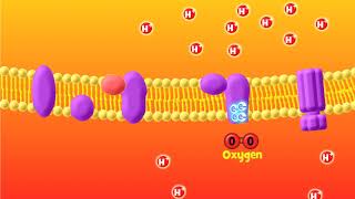 The Electron Transport Chain Explained (Aerobic Respiration) by BioMan Biology 657,304 views 3 years ago 4 minutes, 53 seconds