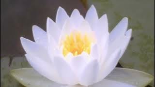 Gongyo and Daimoku - 2024 Update