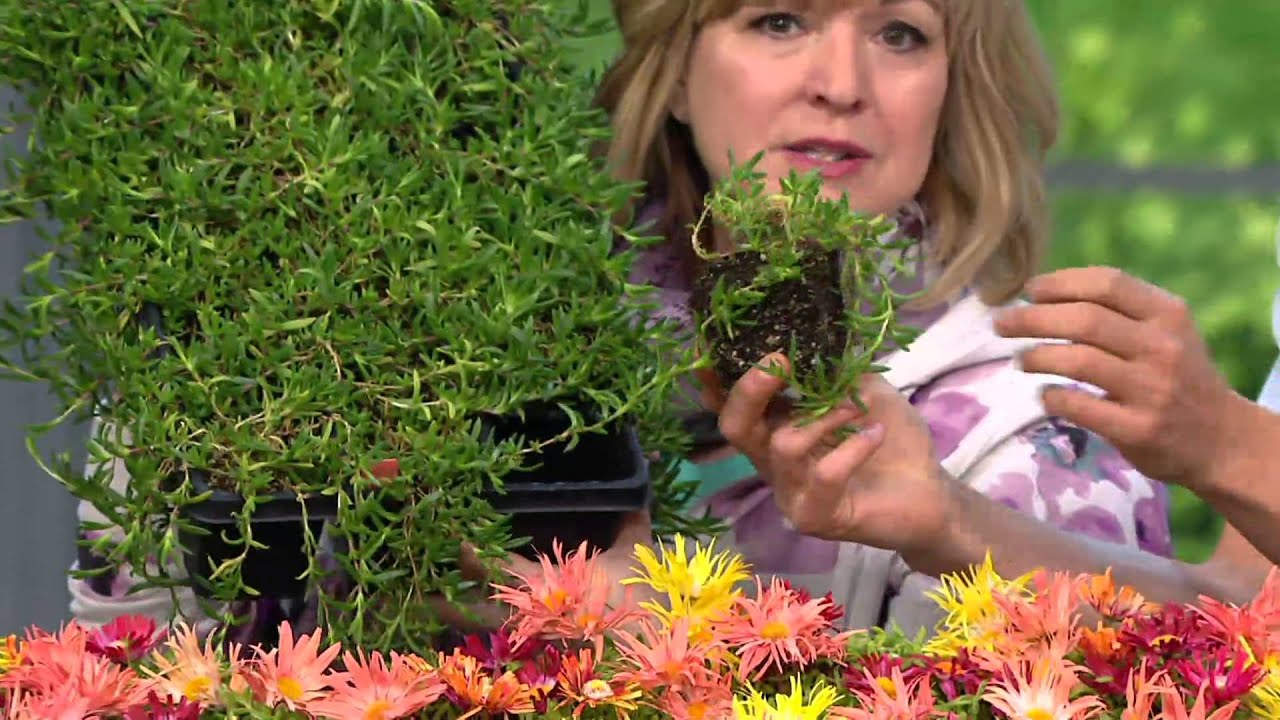 Roberta's 18piece Hardy Succulent Flowering Ice Plants on QVC YouTube