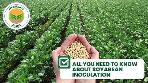 Soybean Inoculation