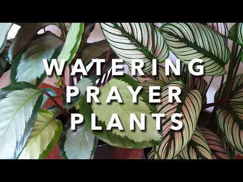 How I Water My Prayer Plants | What water I use | Testing Brita Filtering Jug!