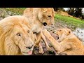 Why are the Lions Acting LIKE THIS? | The Lion Whisperer
