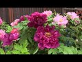 【Nara】長谷寺の牡丹 Peony at Hase-dera Temple