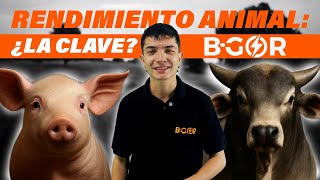Descubra qué es B-GOR y los beneficios para sus animales