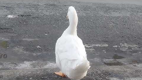 Na cái sợi cưng quá Chip