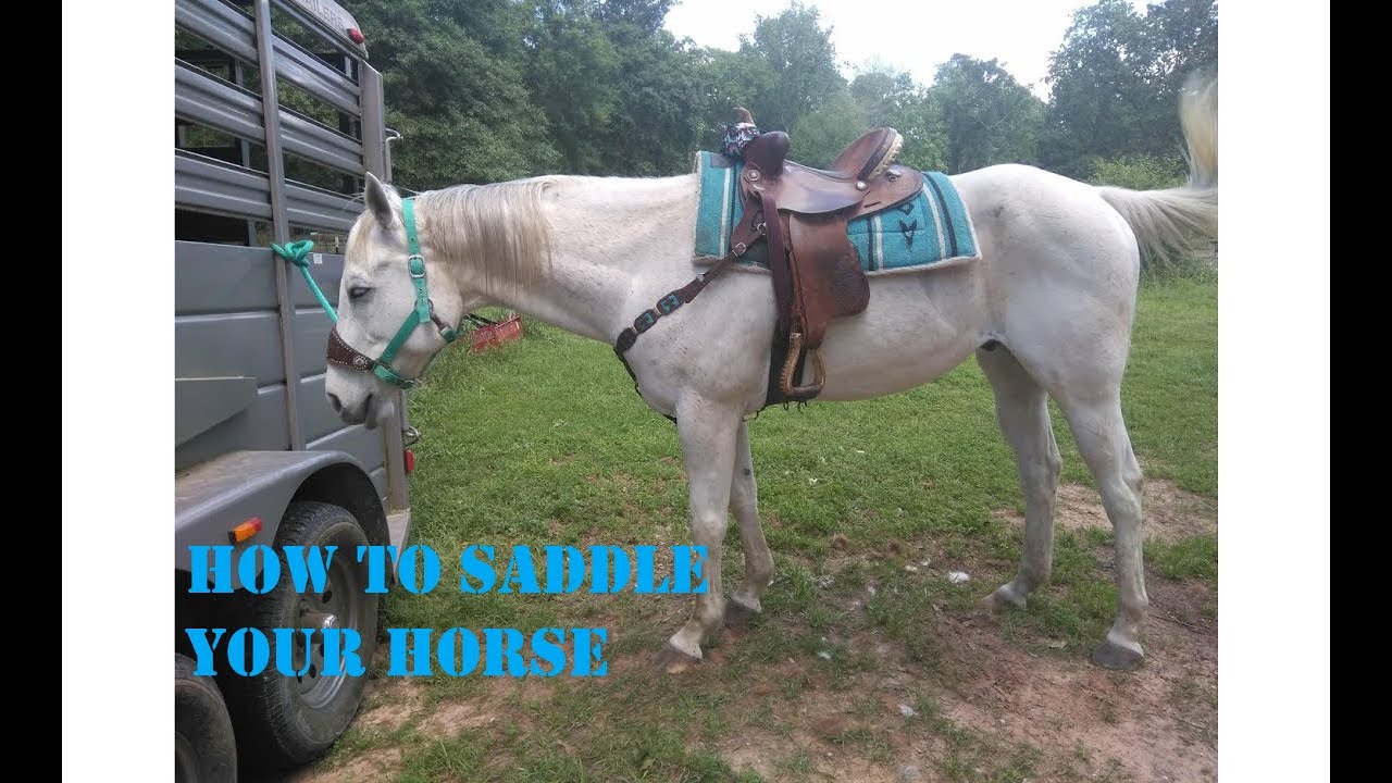 how to saddle your horse Beginner Horse Series YouTube