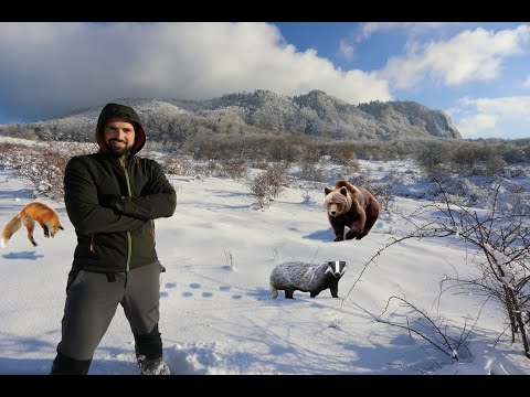 LETARGO O IBERNAZIONE? Orso, ghiro, scoiattolo e altre specie!