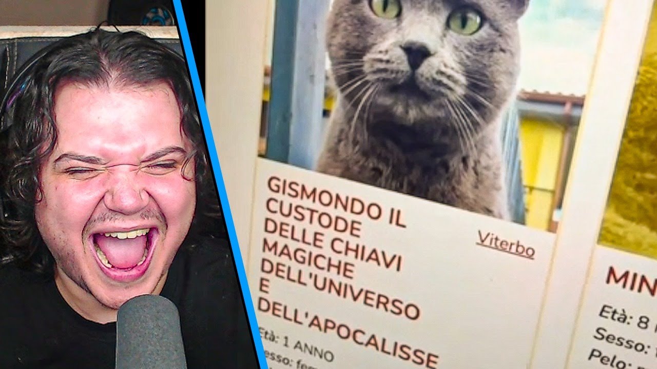 O GATO DA PROFECIA - Memes do discord
