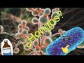 explicación de hongos en 2 minutos ❤️🦠
