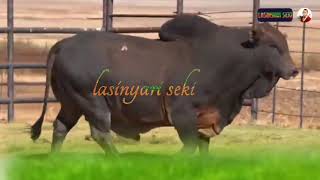 Iloita Eokolasinyarisekilaizer