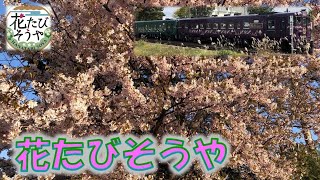 花たびそうやを待ちきれない！キハ４０形普通列車で桜の開花状況を確認　HOKKAIDO LOVE！