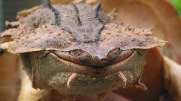 ecological interactions video