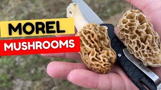 Morel Mushroom Hunting 4-Wheeler Adventures