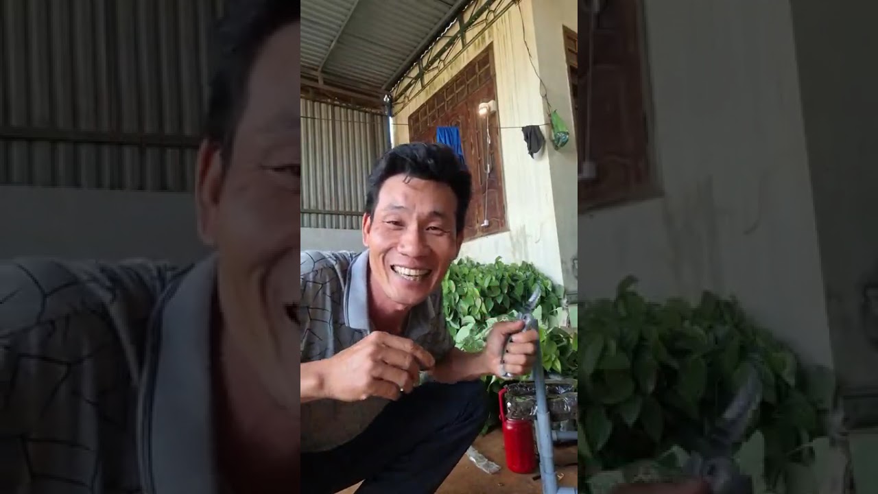 0366670438...! Đây là cách mà mình bán tiêu giống nhà trồng...! 🥰🥰🥰