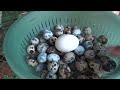Afternoon Quail Egg Harvest.