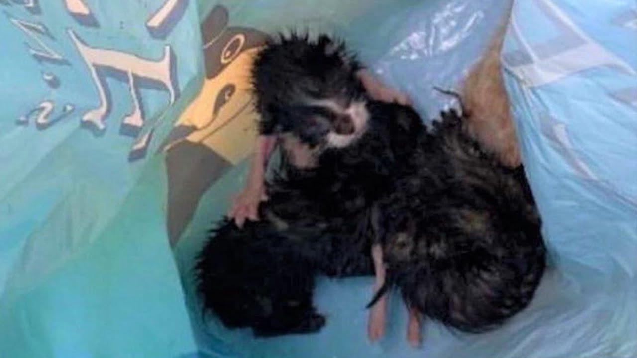 Discarded in a trash bag, a kitten's desperate cries for his mom led a man to save them all.