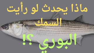 تفسير رؤيه السمك البوري في المنام المتزوجه/الحامل/المطلقه/العزباء/الرجل